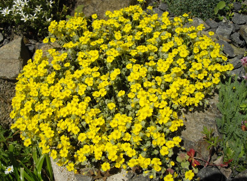 Helianthemum alpestre photo
